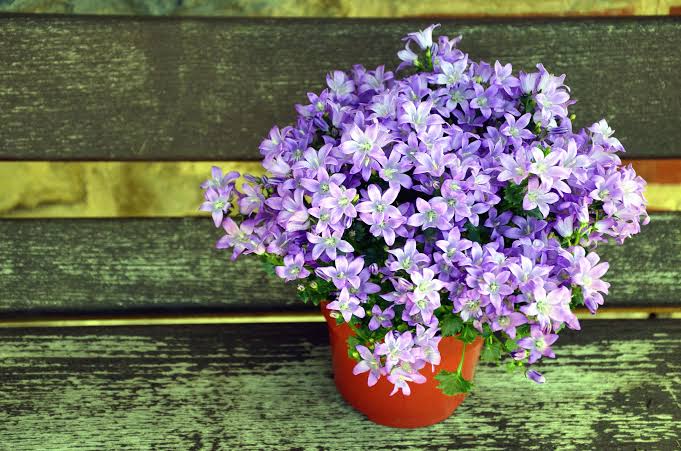 Купить Горшки для цветов в Называевске
